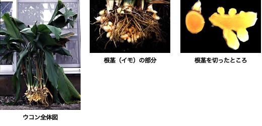 写真:ウコン全体図、根茎(イモ)の部分、根茎を切ったところ