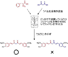 ラベル化合物を使用した実験によるクルクミン生合成経路の解明