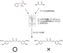 ラベル化合物を使用した実験によるクルクミン生合成経路の解明
