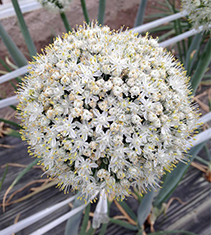 タマネギの花球