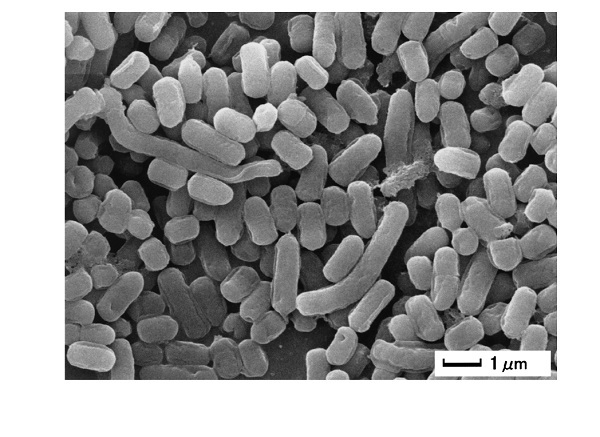 画像：Lactobacillus plantarum L-137