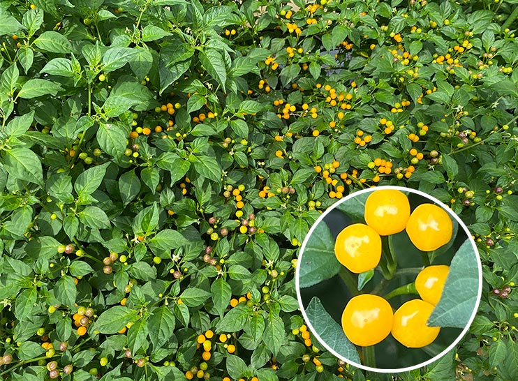 ハウスギャバン　新京野菜「京の黄真珠」の普及促進