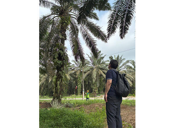 パーム油生産地