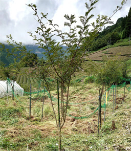生育状況