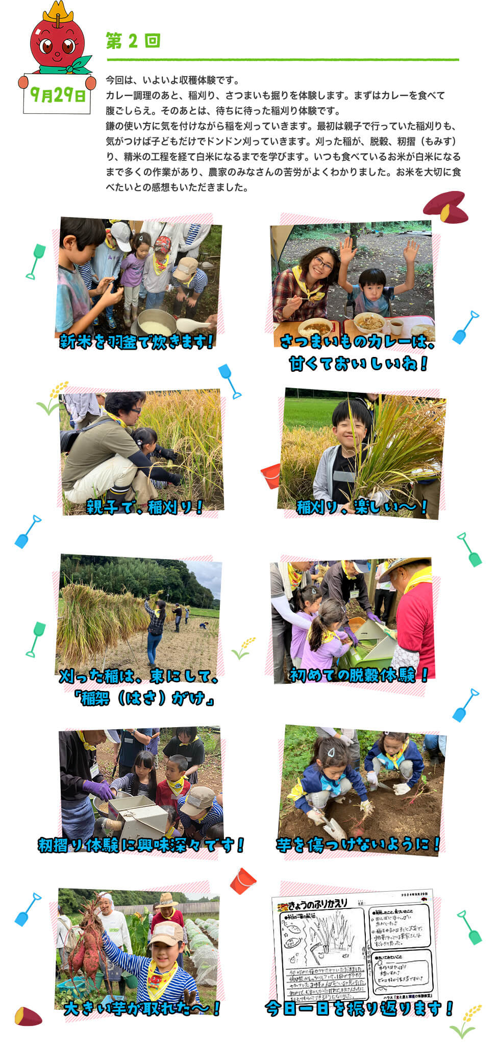 今回は、いよいよ収穫体験です。カレー調理のあと、稲刈り、さつまいも掘りを体験します。まずはカレーを食べて腹ごしらえ。そのあとは、待ちに待った稲刈り体験です。鎌の使い方に気を付けながら稲を刈っていきます。最初は親子で行っていた稲刈りも、気がつけば子どもだけでドンドン刈っていきます。刈った稲が、脱穀、籾摺（もみす）り、精米の工程を経て白米になるまでを学びます。いつも食べているお米が白米になるまで多くの作業があり、農家のみなさんの苦労がよくわかりました。お米を大切に食べたいとの感想もいただきました。