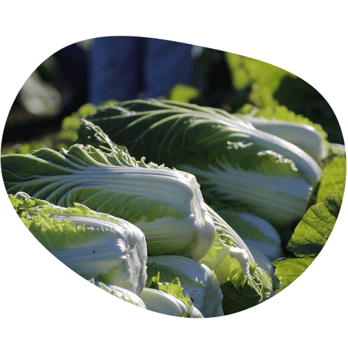 また明日も食べたくなる野菜