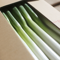 松島兄弟の長ねぎ