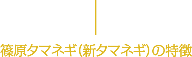 篠原タマネギ（新タマネギ）の特徴